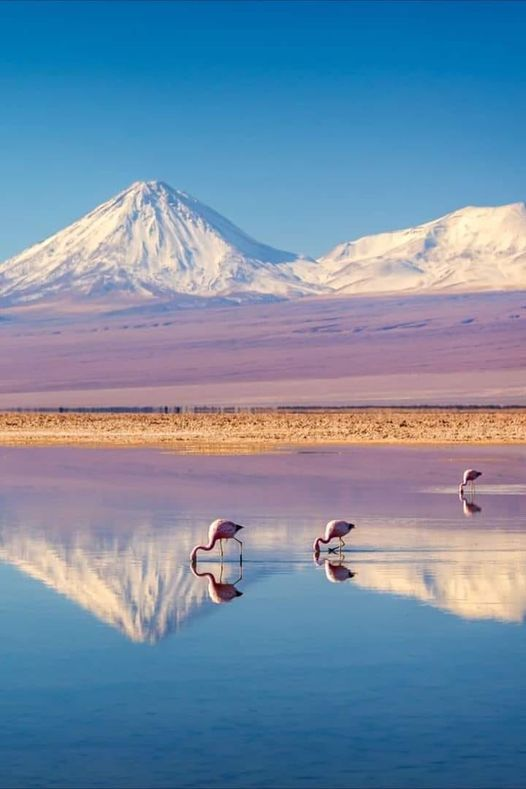 pdepato13's tweet photo. Reserva Nacional Los Flamencos, San Pedro de Atacama https://t.co/CCIZaD2NOP