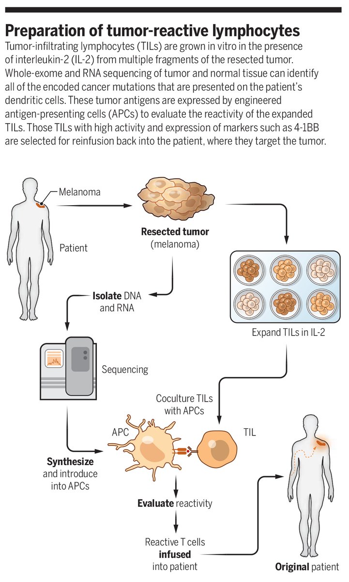 ScienceMagazine's tweet photo. Earlier this year, the U.S. FDA approved the first cellular therapy for a solid cancer. This development "will stimulate both academic institutions and commercial companies to improve this therapeutic approach."

Learn more in a new #SciencePerspective: https://t.co/km8JiG6enS https://t.co/gd36rX4g1f
