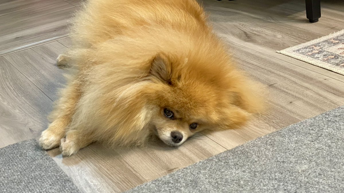 meimeidaisky's tweet photo. お外が雨でつまらないめいめいさん
#pomeranian #ポメラニアン #ポメスタグラム #犬のいる暮らし #ポメラニアンが世界一可愛い #dog #博美狗 #松鼠狗 #ポメラニアン大好き #ポメラニアンのいる暮らし https://t.co/ccDlfwGkR1
