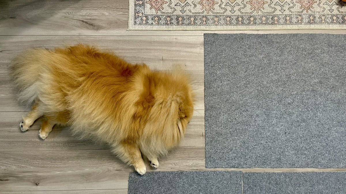 meimeidaisky's tweet photo. お外が雨でつまらないめいめいさん
#pomeranian #ポメラニアン #ポメスタグラム #犬のいる暮らし #ポメラニアンが世界一可愛い #dog #博美狗 #松鼠狗 #ポメラニアン大好き #ポメラニアンのいる暮らし https://t.co/ccDlfwGkR1