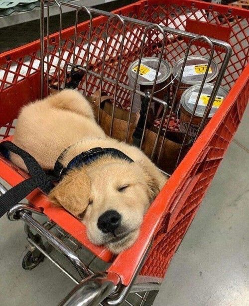 puppiesDoglover's tweet image. 