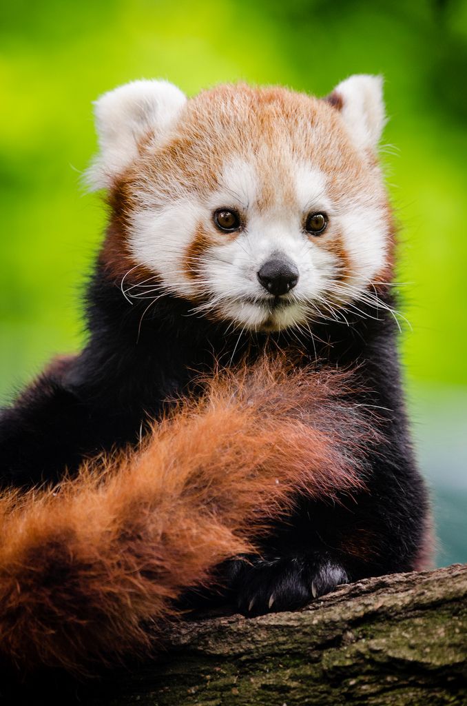 RedPandaEveryHr's tweet photo. https://t.co/4JvuukFjVQ