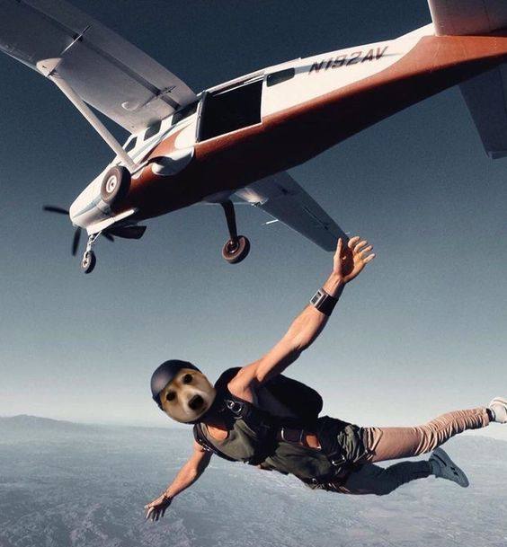 vibin dog tweet media