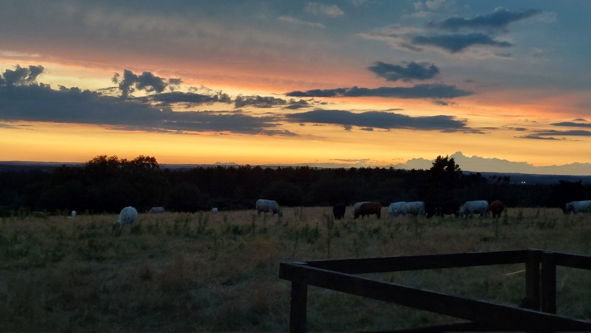 BarnsburyPS's tweet photo. It's our last day. Last nights disco was great fun. There is a rumour that Mr A. Was seen doing the #Macarena. ( Badly #DadDancing)
In the field behind our lodges the cow were gently mooing the children off to sleep https://t.co/5fTs0AEcrD