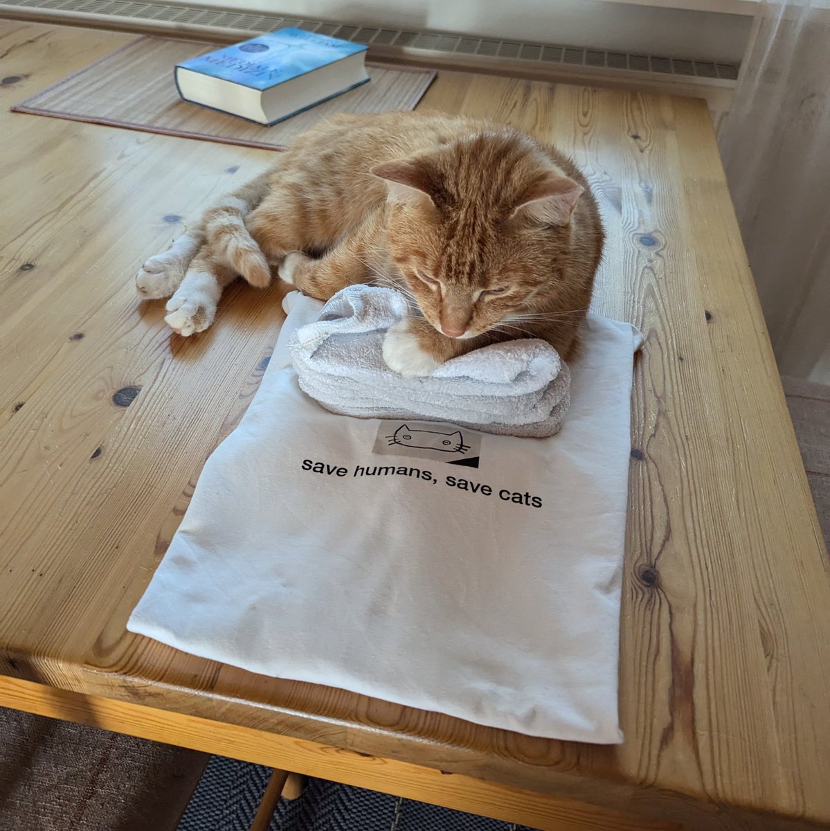 Brandon Tanimoto 🐜2439🐜 tweet media