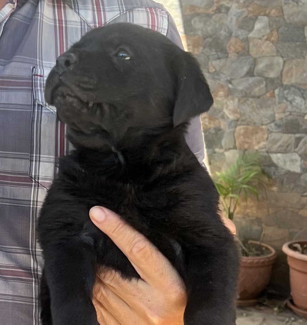 Busca un hogar 
Labrador con golden 
Nacido 20 de mayo 
Macho