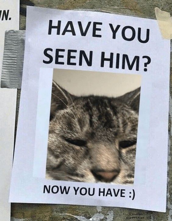 Dont Show Your Cat (@dontshowyourcat) on Twitter photo 