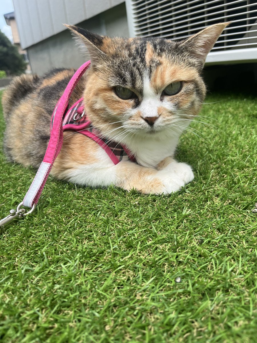 pomekonoko's tweet photo. 今日もお散歩。
お向かいさんに会えなくて残念… https://t.co/xltvaXICln