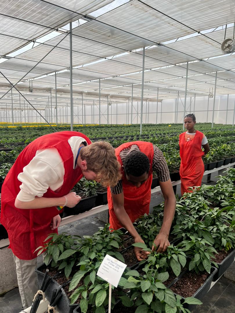 Exciting visit from the Agriculture team of the Netherlands Embassy to Dutch companies south of Addis Ababa last week! The team explored innovative developments in fruit, vegetable, &amp; flower cuttings production and appreciated the new investments &amp; advancements by the companies.
