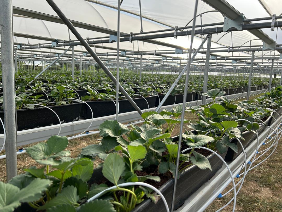 LAN Ethiopia tweet media