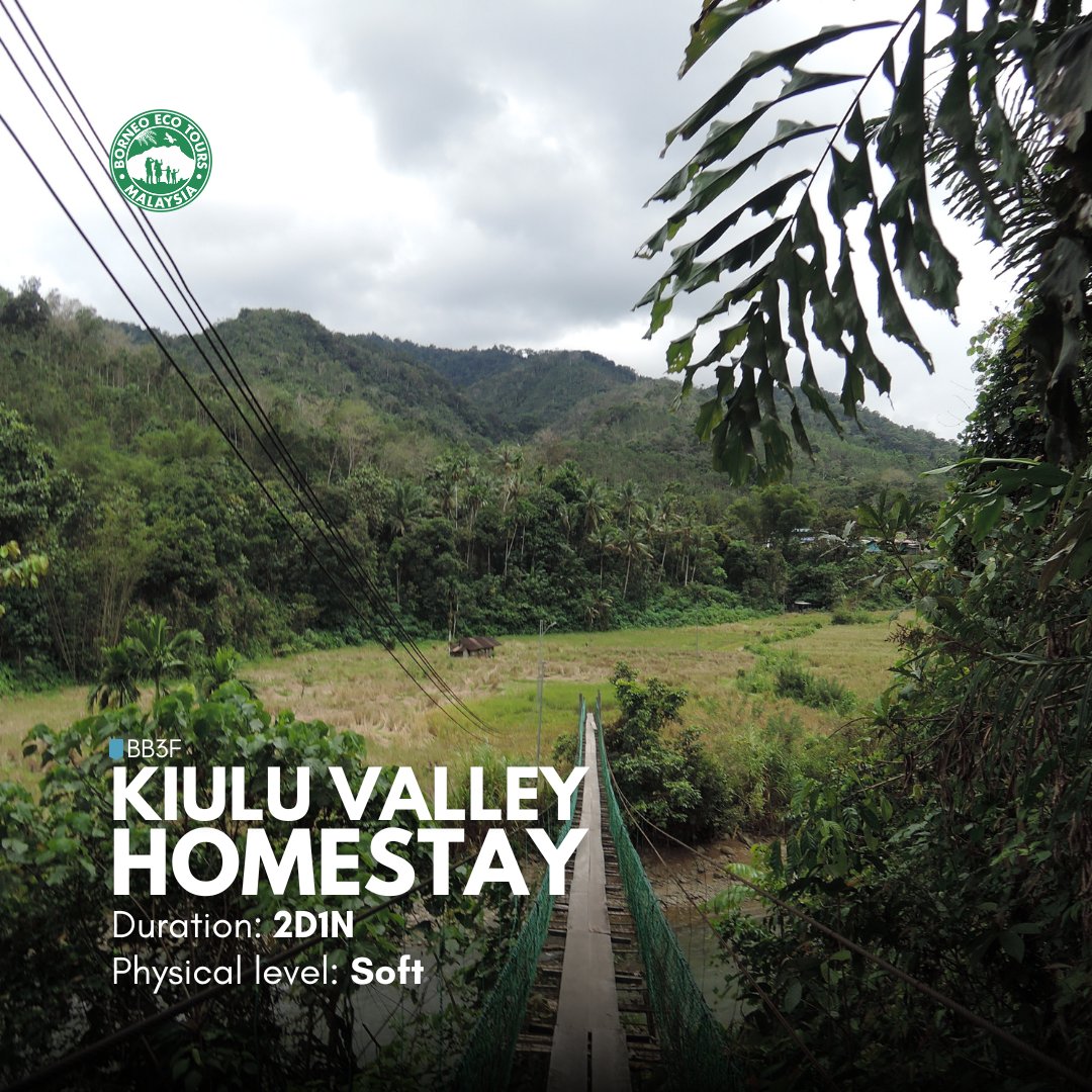borneoecotours's tweet photo. Journey to the valley of the mist and experience the natural grandeur of Kiulu Valley!

Stay with a host family and immerse yourself in their way of life and explore stunning landscapes, paddy fields, and fruit orchards.

Book this tour today! 
🔗: https://t.co/resyDfWfZe https://t.co/BkBVTVVOXc