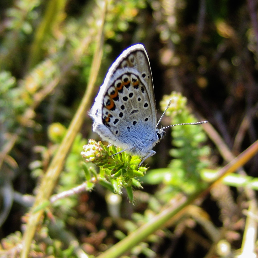 The #BigButterflyCount starts today, find out how you can help take part 👉 …erflycount.butterfly-conservation.org 

#DorsetForests #SaveButterflies #Wildlife #Nature #Conservation #CitizenScience

📷 Mark Warn