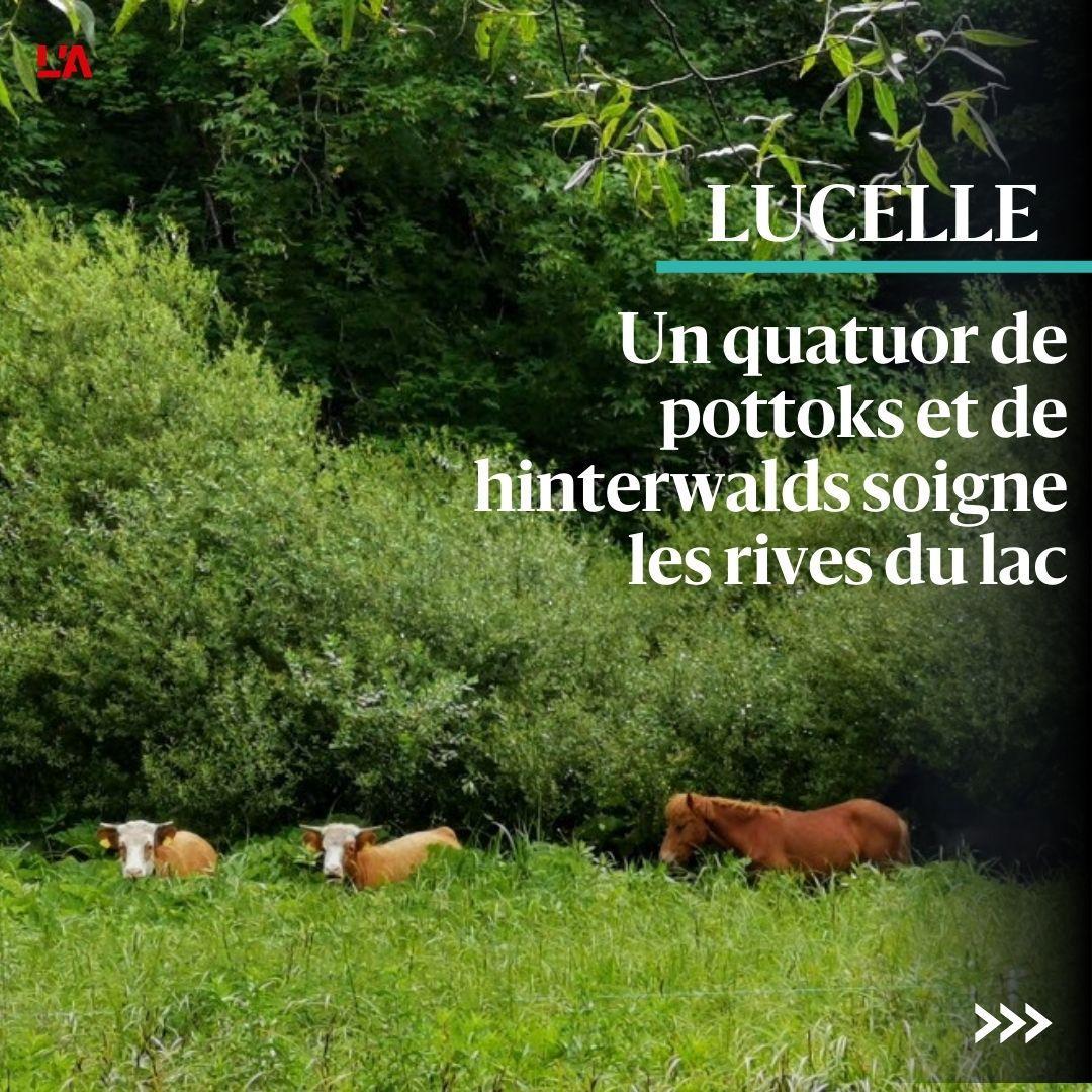 lalsace's tweet photo. Ils ont à peine un an et œuvrent déjà en faveur de la biodiversité ! Deux petites #vaches et deux petits #chevaux évoluent depuis peu sur les berges du #lac de #Lucelle. Cet #écopâturage est destiné à entretenir le site de façon respectueuse du sol et de l’environnement.
#alsace https://t.co/ywmSVVqmvL