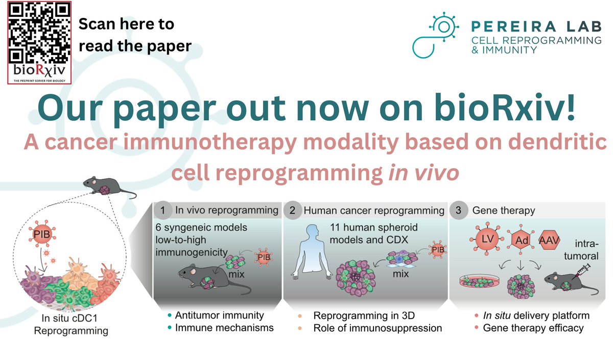 CellReproLab's tweet image. 🌟1/7 Check out our new pre-print “A cancer #immunotherapy modality based on dendritic cell #reprogramming in vivo”, where we reprogram #tumor cells in situ to efficiently present antigens as type 1 conventional dendritic cells (cDC1s). How effective is it?