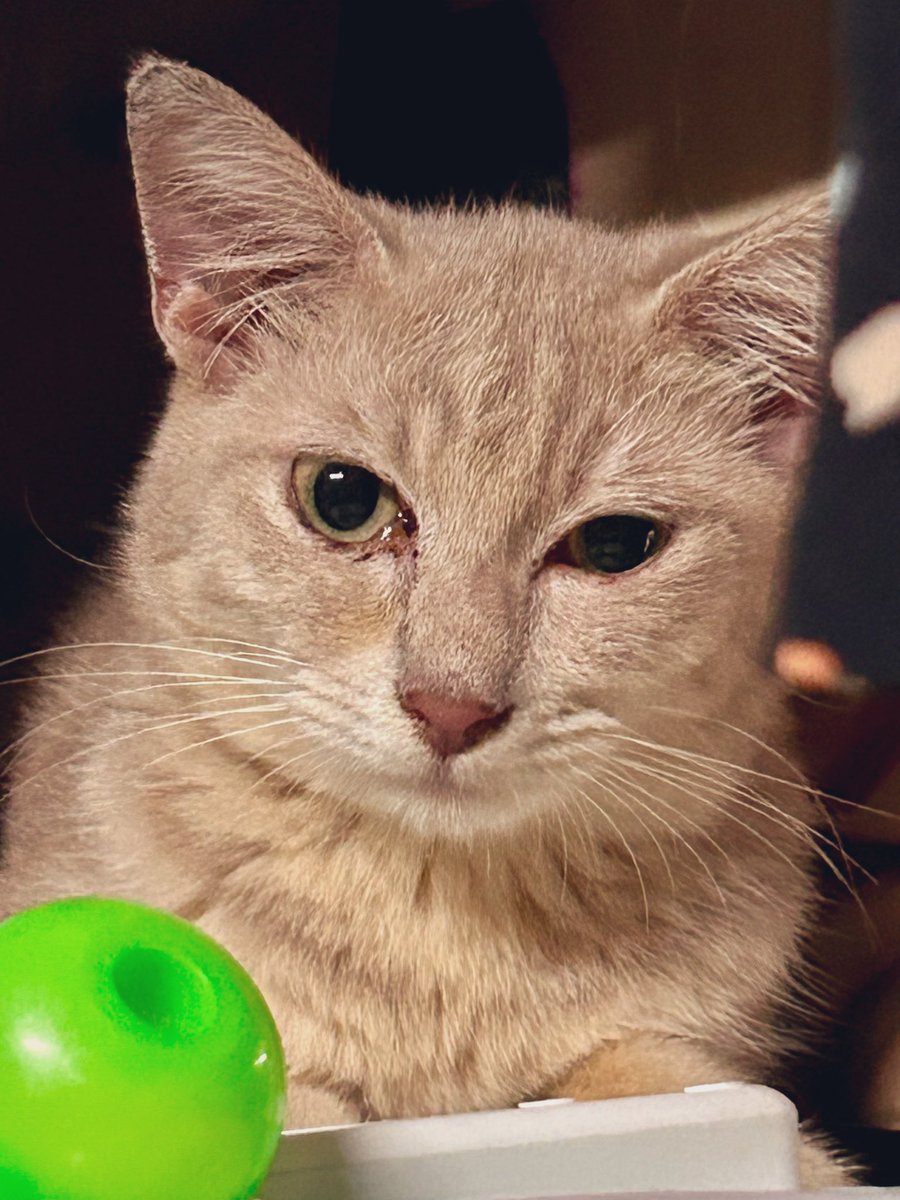 lukreng_'s tweet photo. I’m becoming a cat person 🤩 https://t.co/pczzJngHVk