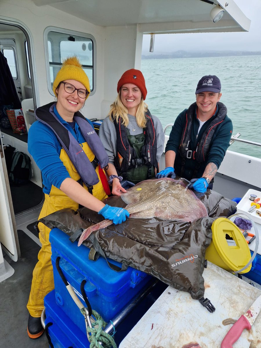 AHall_Marine's tweet image. What an incredible 4 days tagging elasmobranchs from Poole with @Silverspray2 🎣🦈

13 x Undulate rays
12 x Tope

All tagged with acoustic transmitter tags to collect vital data on habitat use and behaviour

@PlymUni @AnglingTrust @NaturalEngland @SouthernIFCA @DefraGovUK #FISP