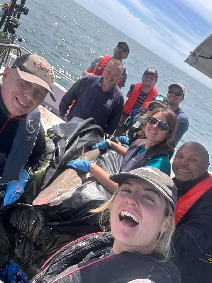 AHall_Marine's tweet image. What an incredible 4 days tagging elasmobranchs from Poole with @Silverspray2 🎣🦈

13 x Undulate rays
12 x Tope

All tagged with acoustic transmitter tags to collect vital data on habitat use and behaviour

@PlymUni @AnglingTrust @NaturalEngland @SouthernIFCA @DefraGovUK #FISP