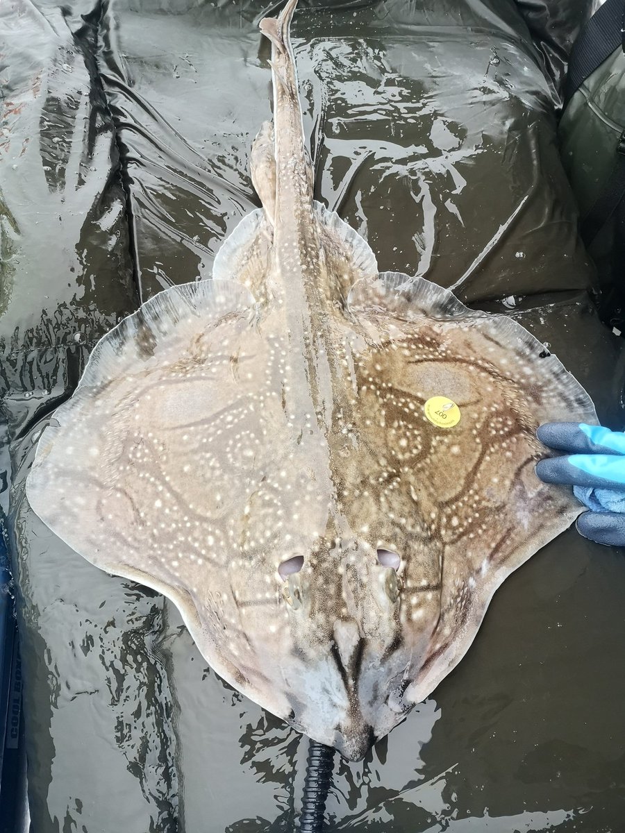 AHall_Marine's tweet image. What an incredible 4 days tagging elasmobranchs from Poole with @Silverspray2 🎣🦈

13 x Undulate rays
12 x Tope

All tagged with acoustic transmitter tags to collect vital data on habitat use and behaviour

@PlymUni @AnglingTrust @NaturalEngland @SouthernIFCA @DefraGovUK #FISP