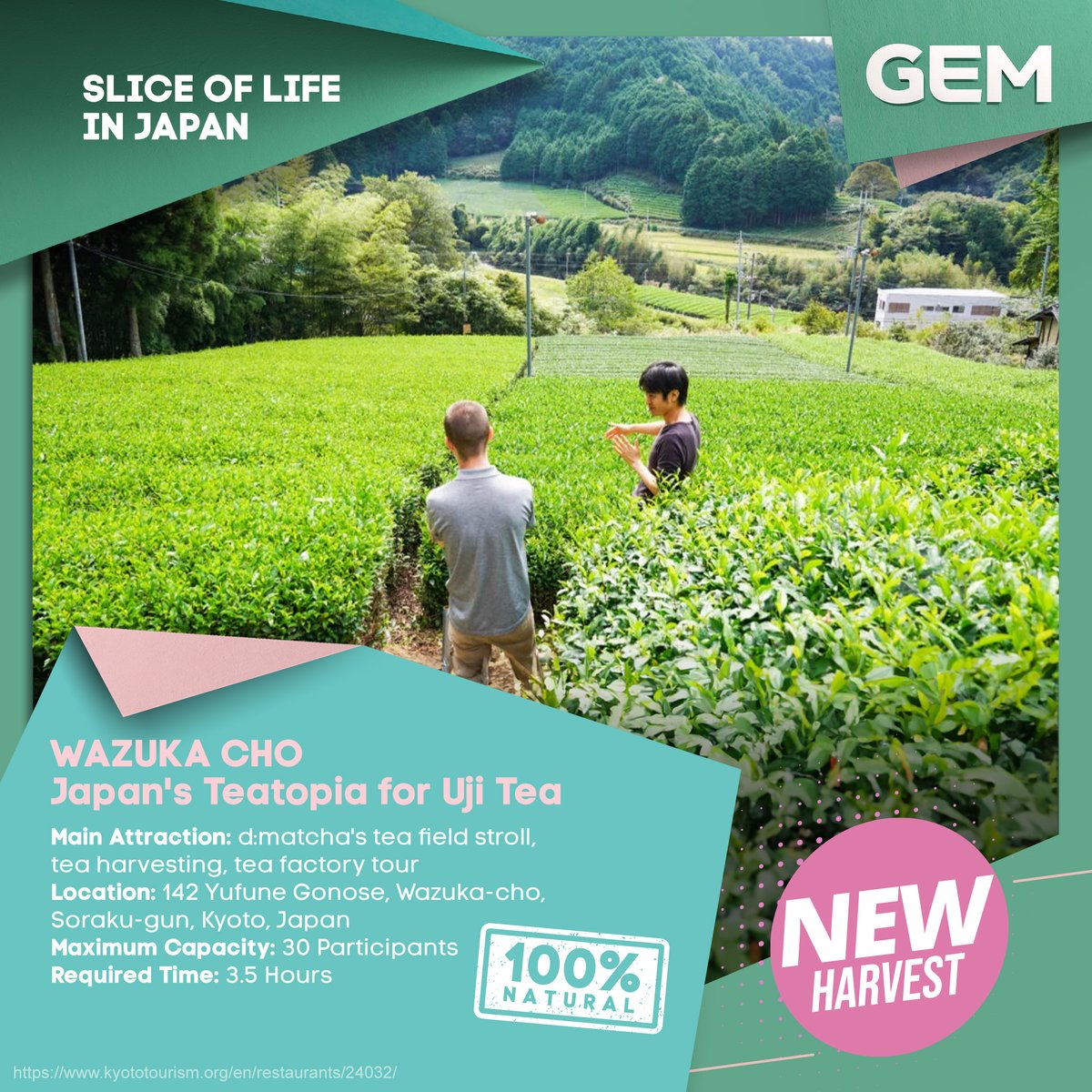 GEMtvasia's tweet photo. Organic farm tour, tea leaves picking, factory tour, tea flight (plus sweets!), and tea-themed lunch? Yes, please! In the green fields of Wazuka, Kyoto, you can't miss this unique deep dive into the world of Japanese tea. 🍵🍃

#GEMOnlyInJapan https://t.co/4iZn1c0wO8