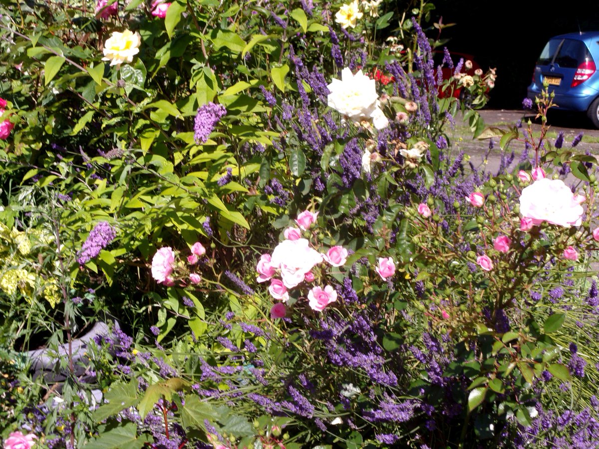 folkestoneshed's tweet image. My favourite time , when the Roses and Lavender grow and bloom.