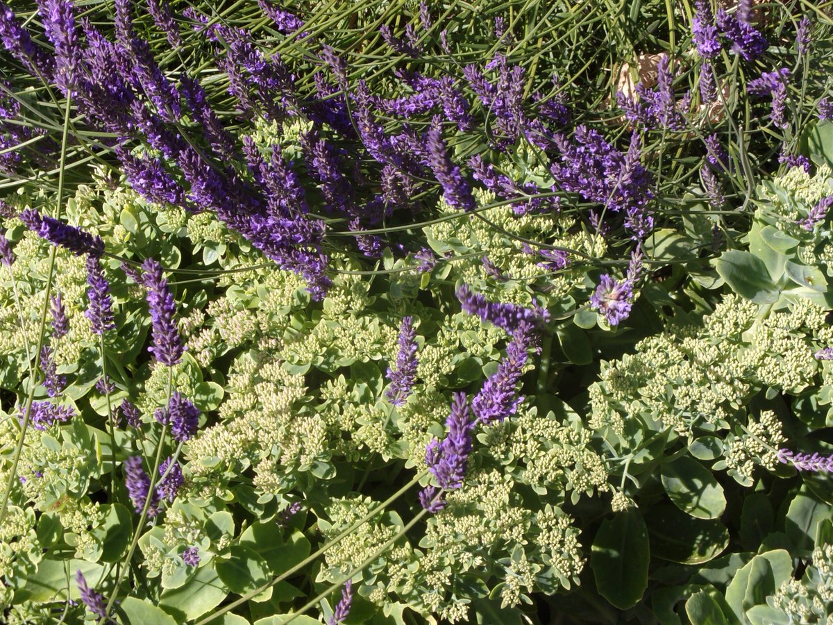 folkestoneshed's tweet image. My favourite time , when the Roses and Lavender grow and bloom.