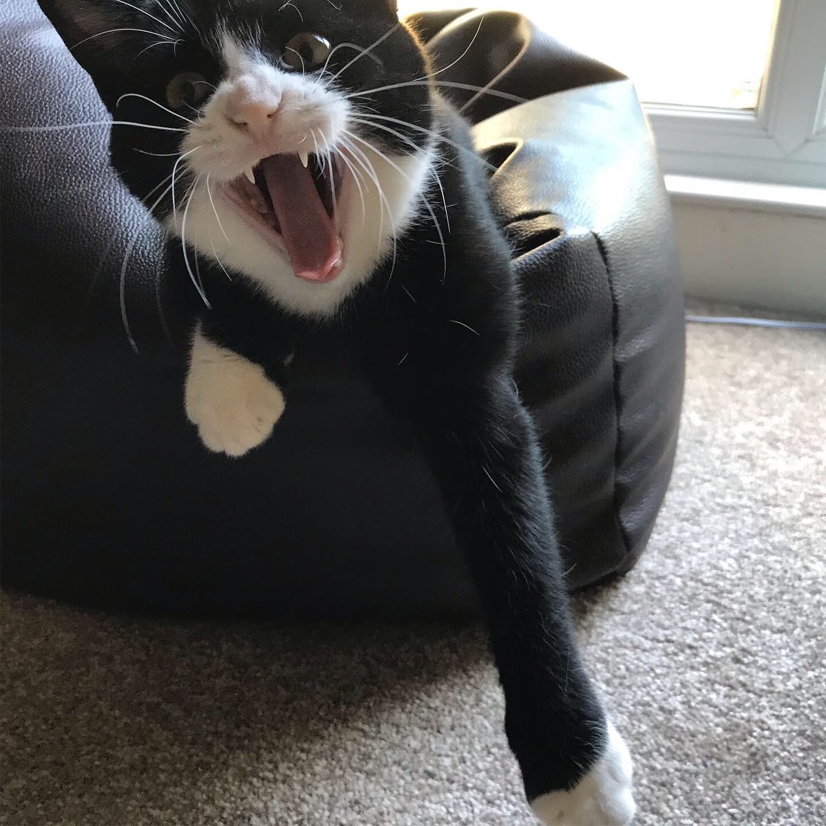 Liz Chilton Guest tweet media