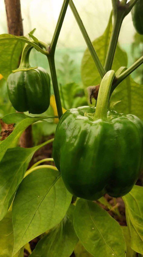 beevalleyfarm tweet media