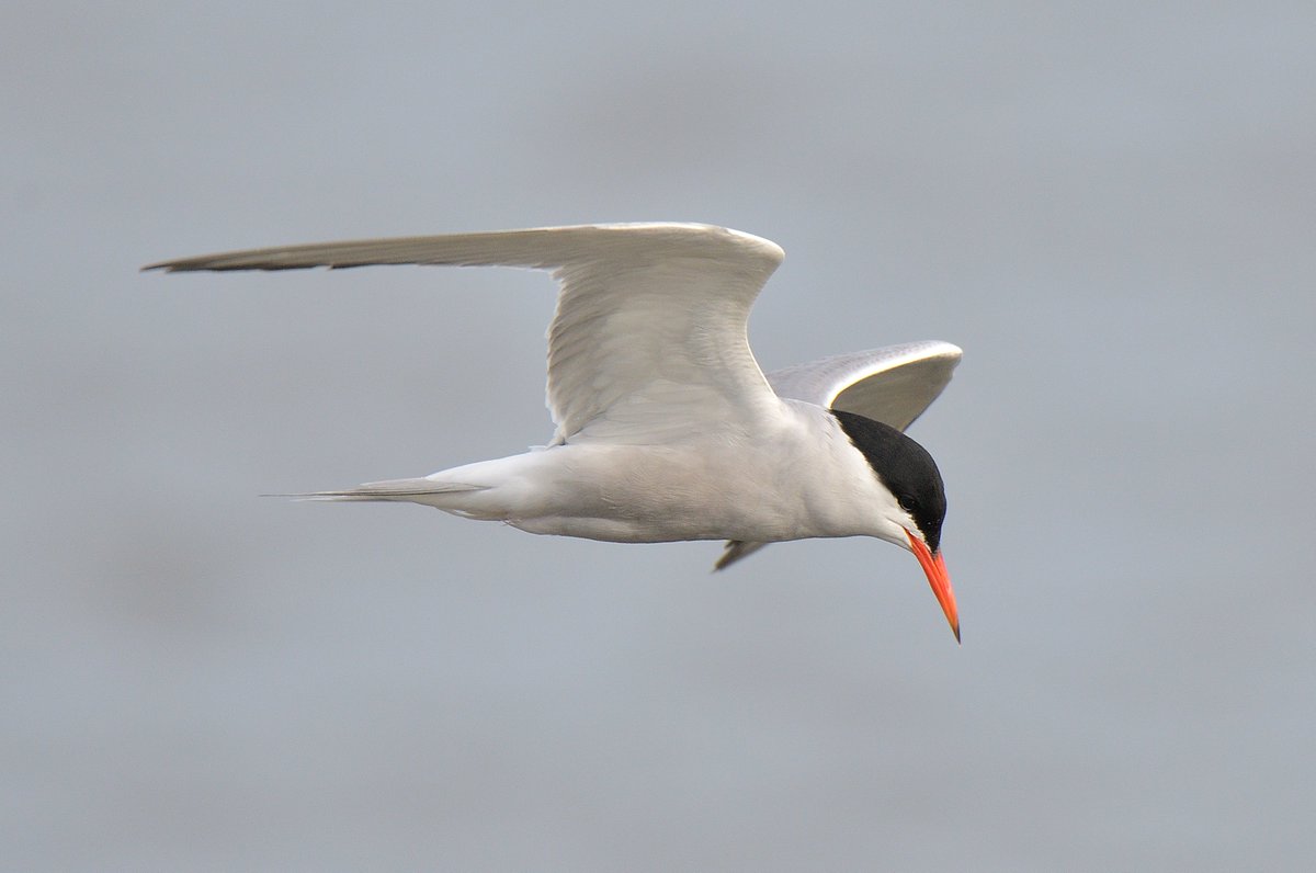 Good numbers of Terns feeding off the sea wall at Musselburgh this am. Single Roseate, at least 2 Arctic, plenty of Common &amp; Sandwich. 10+ Little Gulls &amp; at least 2 Arctic Skua's harassing the terns. Stejneger's still distant from 1st bench <a href="/birdinglothian/">Birding Lothian</a>