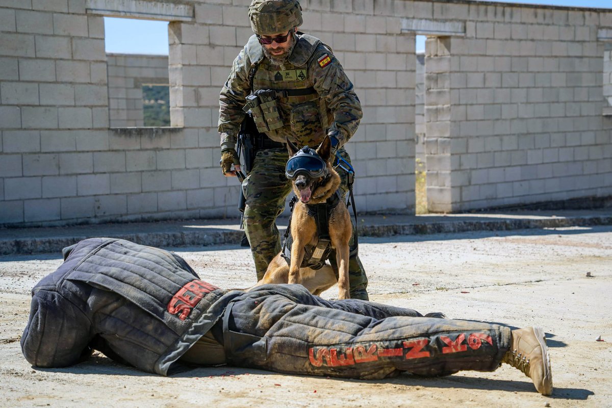 EjercitoTierra's tweet photo. ¡#PerrosMilitares y soldados: binomio imparable!
🐕🦺 Un equipo cinológico seguridad y combate #BrigadaGuzmanelBueno se adiestra con unidades del Rgto. Infantería "La Reina” #RI2.
Nuestros #HéroesDeCuatroPatas son aliados de mucho valor en misiones desafiantes.
#SomostuEjército 🇪🇸 https://t.co/C5e5N0Q5TE