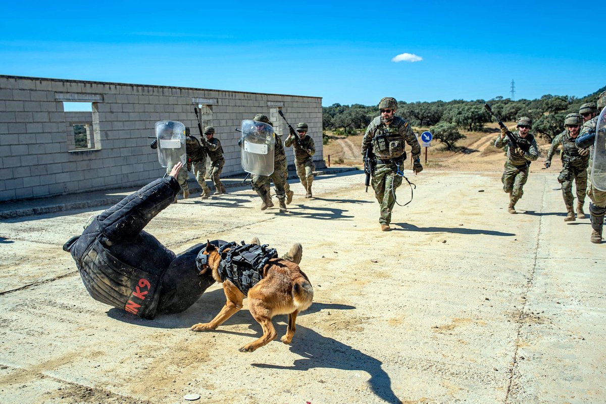 EjercitoTierra's tweet photo. ¡#PerrosMilitares y soldados: binomio imparable!
🐕🦺 Un equipo cinológico seguridad y combate #BrigadaGuzmanelBueno se adiestra con unidades del Rgto. Infantería "La Reina” #RI2.
Nuestros #HéroesDeCuatroPatas son aliados de mucho valor en misiones desafiantes.
#SomostuEjército 🇪🇸 https://t.co/C5e5N0Q5TE