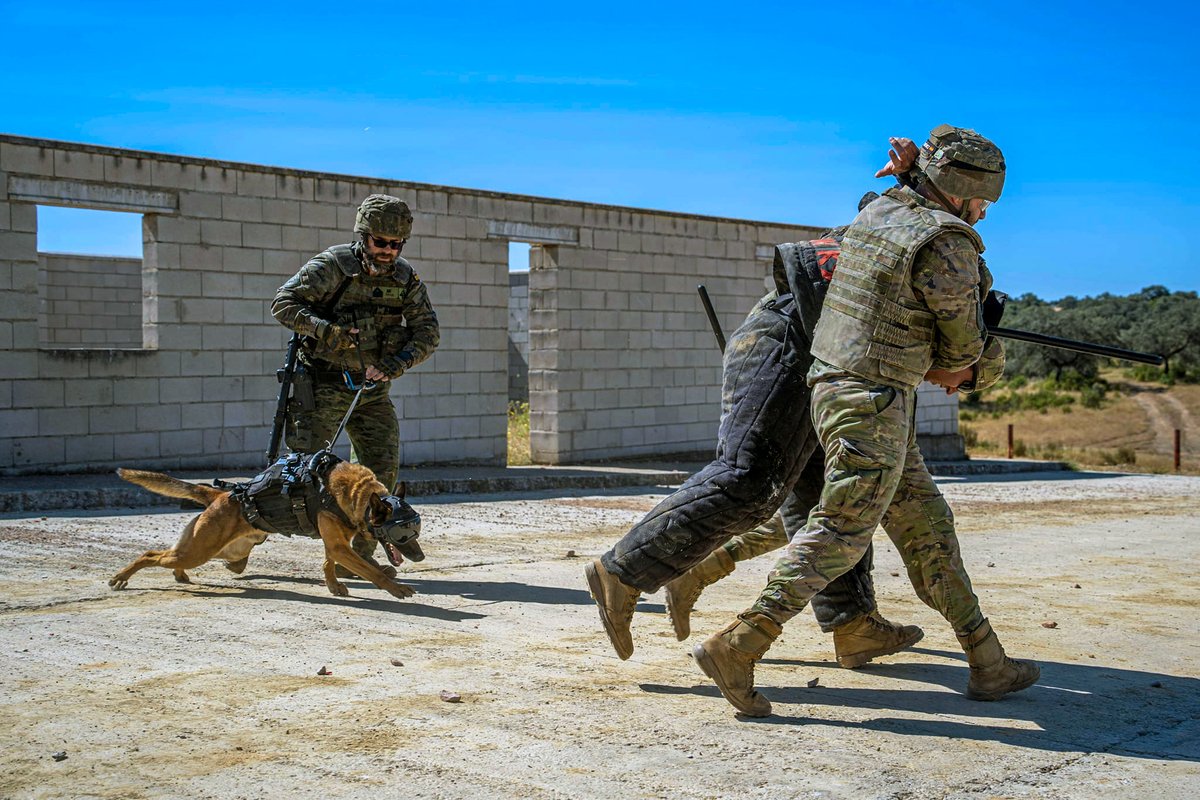 EjercitoTierra's tweet photo. ¡#PerrosMilitares y soldados: binomio imparable!
🐕🦺 Un equipo cinológico seguridad y combate #BrigadaGuzmanelBueno se adiestra con unidades del Rgto. Infantería "La Reina” #RI2.
Nuestros #HéroesDeCuatroPatas son aliados de mucho valor en misiones desafiantes.
#SomostuEjército 🇪🇸 https://t.co/C5e5N0Q5TE