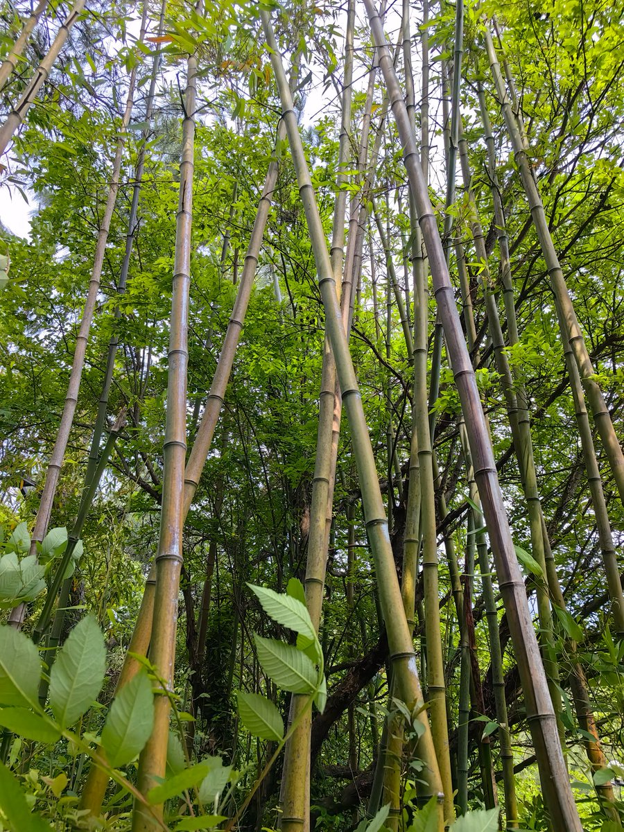 KingNoteNature's tweet image. Discover the beauty and utility of bamboo! 🌿🎍 Bamboo isn&apos;t just for aesthetics; it&apos;s a powerhouse material for sustainable building and creative projects. #Sustainability #EcoFriendlyLiving #BambooSolutions