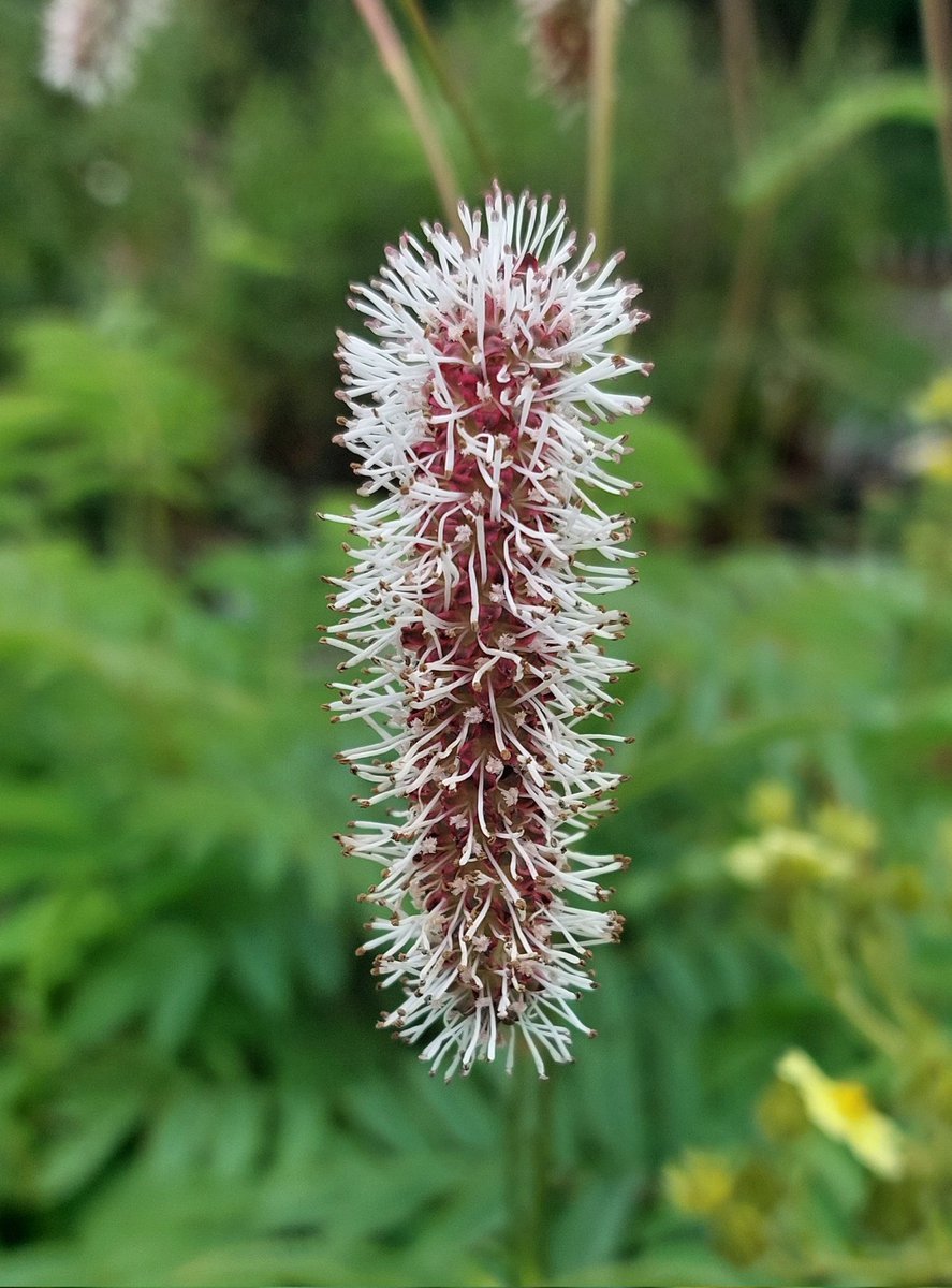 Sanguisorba stipulata ssp riishirensis

Greyish foliage and these rich red flowers almost concealed by the white filaments.

#sanguisorba #sanguisorbastipulata #sanguisorbastipulatarishiirensis #rareplants #peatfree #mailorderplants #plantsforsale