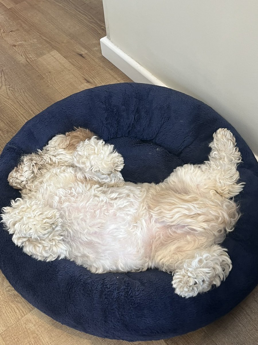 head2019's tweet photo. Happy birthday to the furry member of the Racemeadow team. Molly is 6 today! https://t.co/4pwOg7je1z