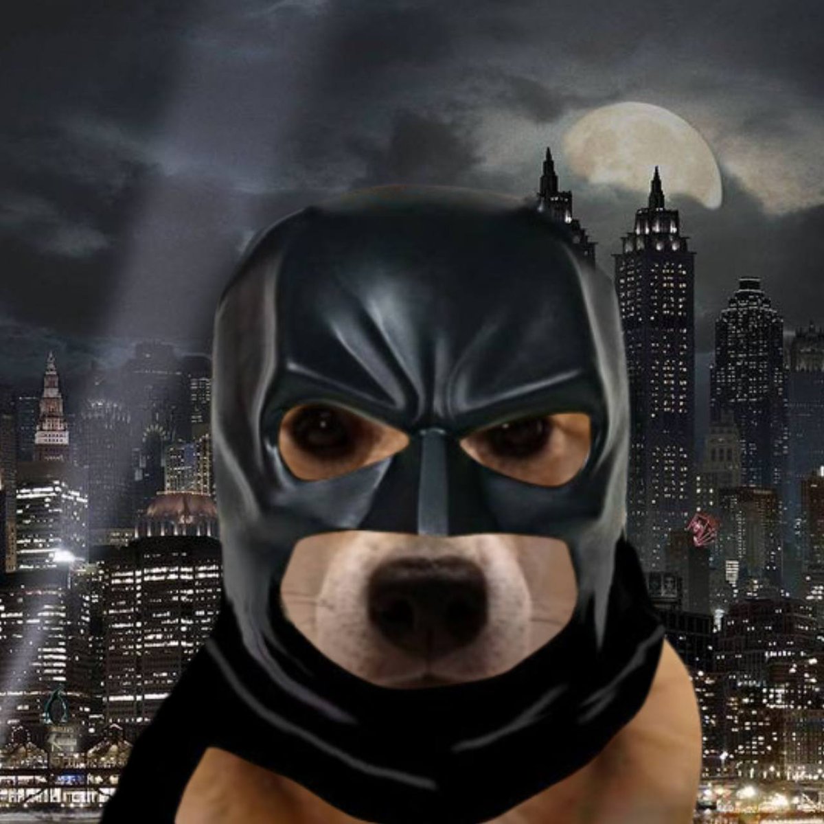 vibin dog tweet media