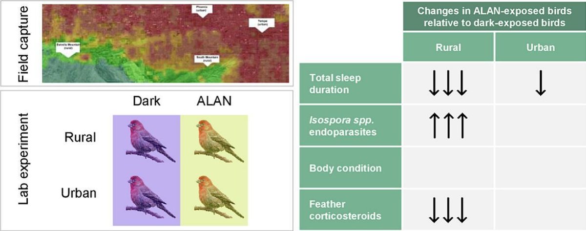 Adam Z Lendvai (@lendvaiaz) on Twitter photo Our new paper is out in <a href="/STOTEN_journal/">STOTEN</a>: Urban house finches are more resistant to the effects of artificial light at night sciencedirect.com/science/articl… Nice collaboration with <a href="/mcgrawlabmsu/">Kevin McGraw</a> and Pierce Hutton (both formerly at <a href="/ASU/">Arizona State University</a>). Our new paper is out in <a href="/STOTEN_journal/">STOTEN</a>: Urban house finches are more resistant to the effects of artificial light at night sciencedirect.com/science/articl… Nice collaboration with <a href="/mcgrawlabmsu/">Kevin McGraw</a> and Pierce Hutton (both formerly at <a href="/ASU/">Arizona State University</a>).
