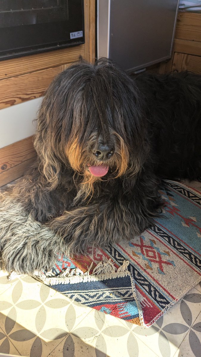 Molly Bear & Flossie tweet media