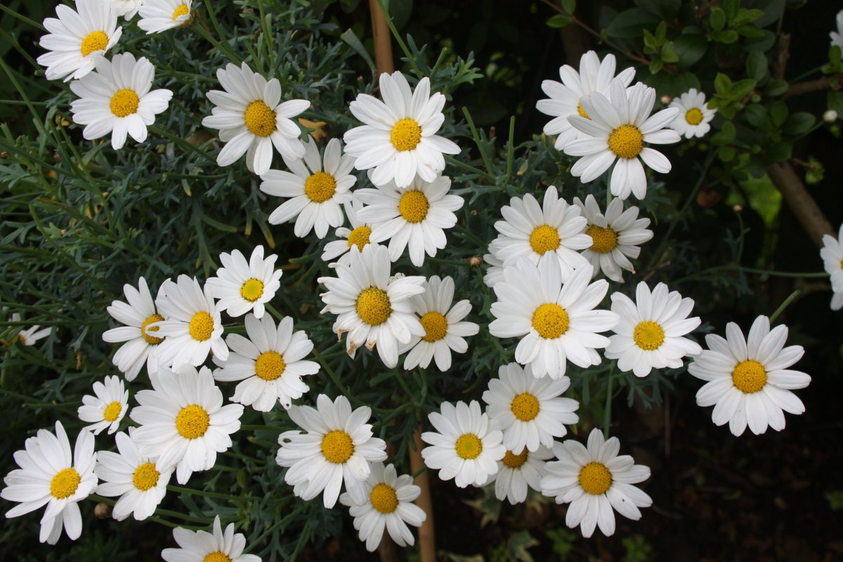 I don’t love you as if you were a rose of salt, topaz,
or arrow of carnations that propagate fire:
I love you as one loves certain obscure things,
secretly, between the shadow and the soul.

#Neruda excerpt from One Hundred Love Sonnets