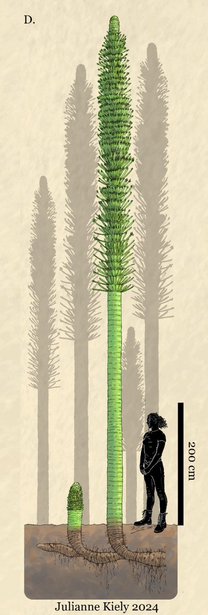 Julianne Kiely - Commissions Open tweet media