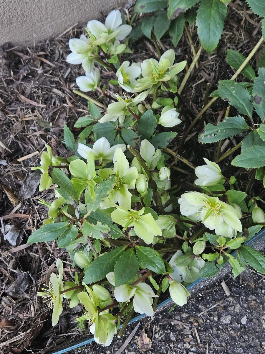 The first #hellebores of the Tasmanian winter 2024