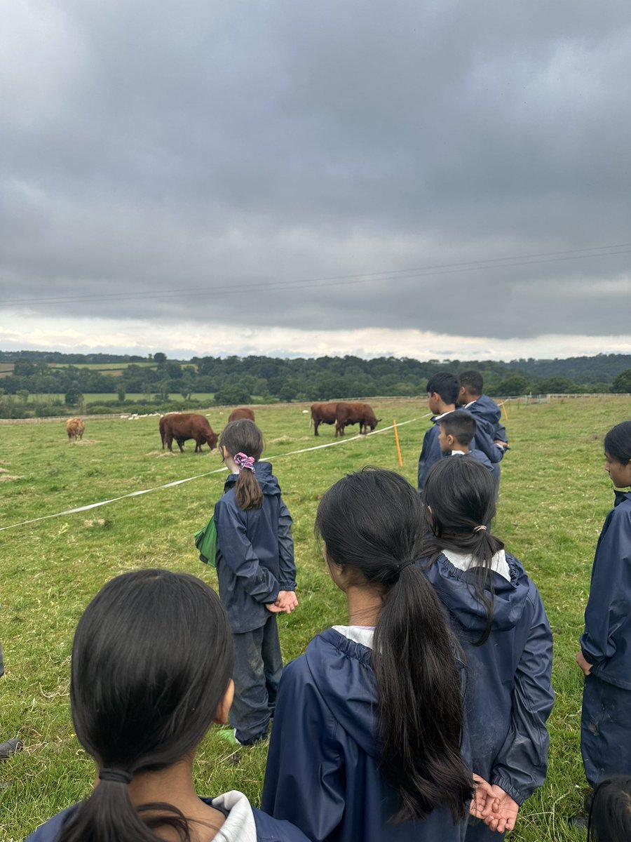 MayflowerSch's tweet photo. Counting and feeding sheep and cows this early morning! #Nethercott https://t.co/9kPRypt57i