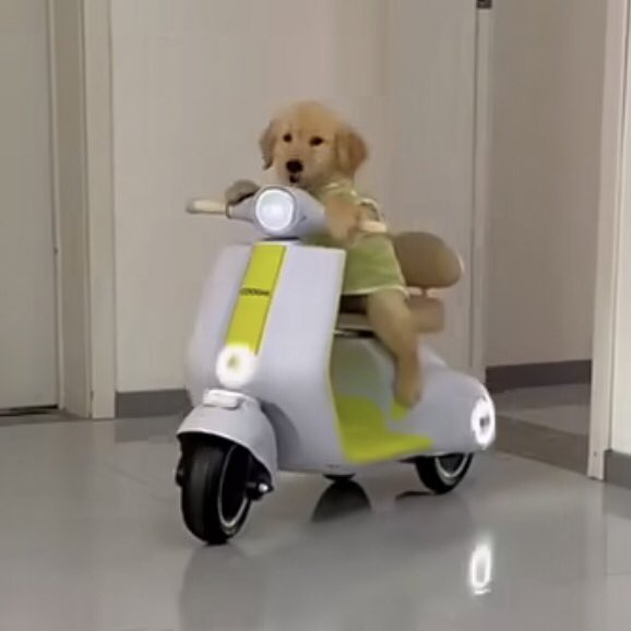 takemybear 🐶 tweet media