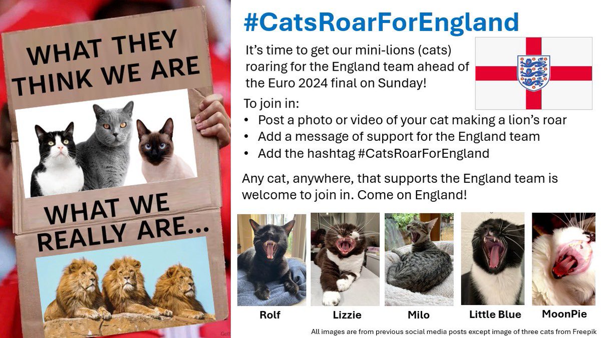 Rolf the University of Warwick Campus Cat tweet media