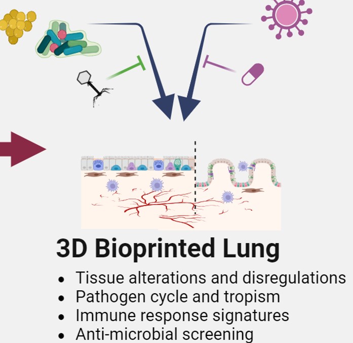 Very proud to have been awarded an ANR grant for our Print@Lung project: a bioprinted lung model to better decipher host-pathogen interactions. With # Emma Petiot <a href="/3dFAB_platform/">3d.FAB</a>, Karen Moreau @KMoreauLyon and Stephane Paul  <a href="/CIRI_Lyon/">CIRI Lyon</a>.  <a href="/INRAE_DPT_SA/">INRAE Santé Animale</a>  <a href="/UnivLyon1/">Université Lyon 1</a>