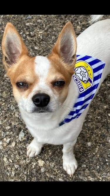 One year on from photoshoot 😂
#vogue #strikethepose <a href="/frickleyafc/">Frickley Athletic FC</a> <a href="/AngHaigh11/">angela</a>