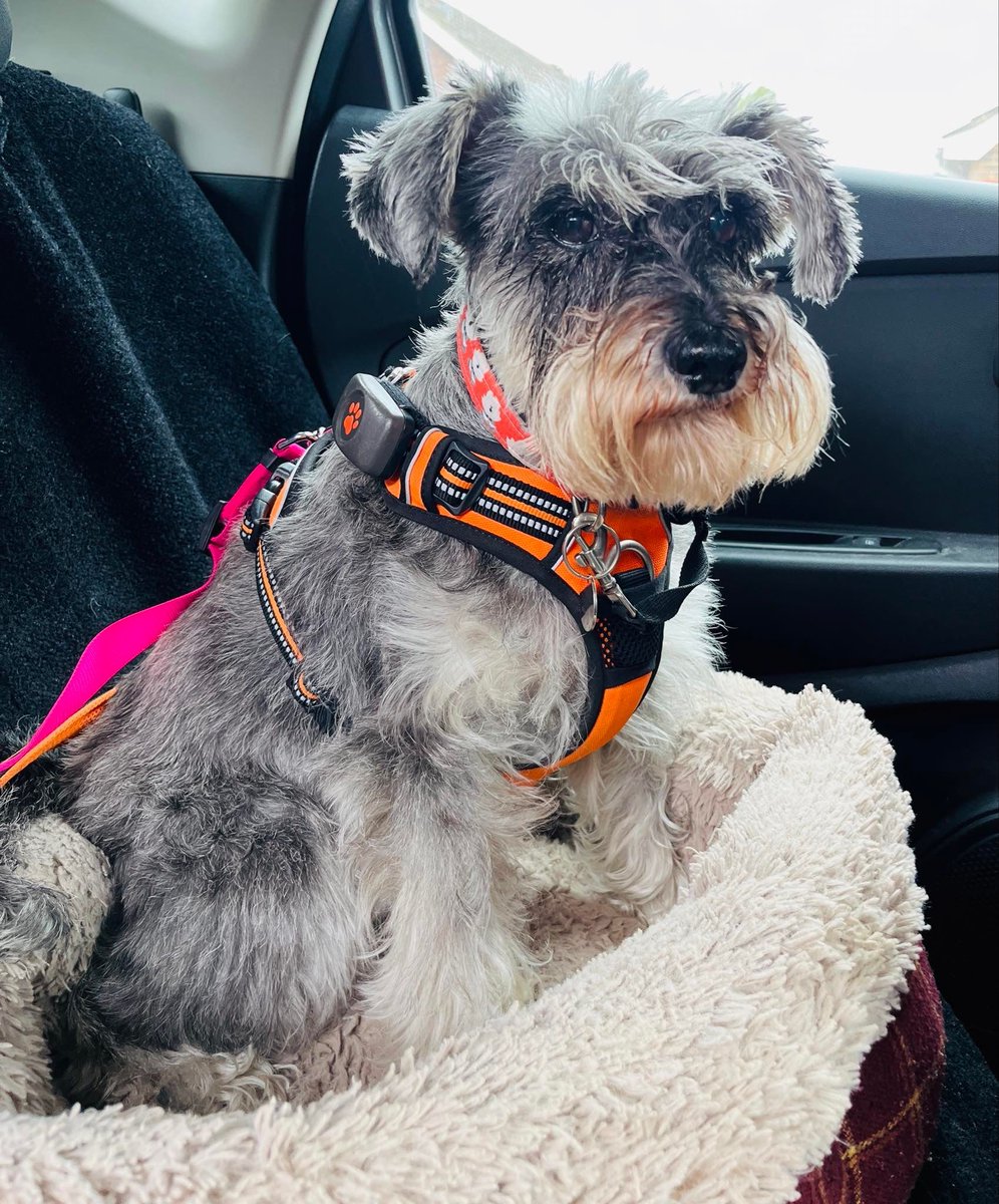 SchnauzerfestUK's tweet image. Betsy had a thorough heart check up and the good news is there’s been no progression in her heart murmur. 

Julia says,
‘Very relieved and thanks once again . I had the opportunity to talk to them about Betsy’s history and Schnauzerfest’s work.’ 

🧡Adoption changes lives 🧡