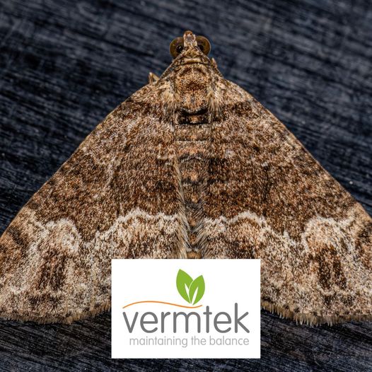 vermtek's tweet photo. Beware of the stealthy invaders in your lavish carpets - carpet moths! Don't let them ruin your home's splendor. 

Contact us now to tackle this menace!

#Vermtek #PestControl #CarpetMoths https://t.co/ZH0a7JijLt