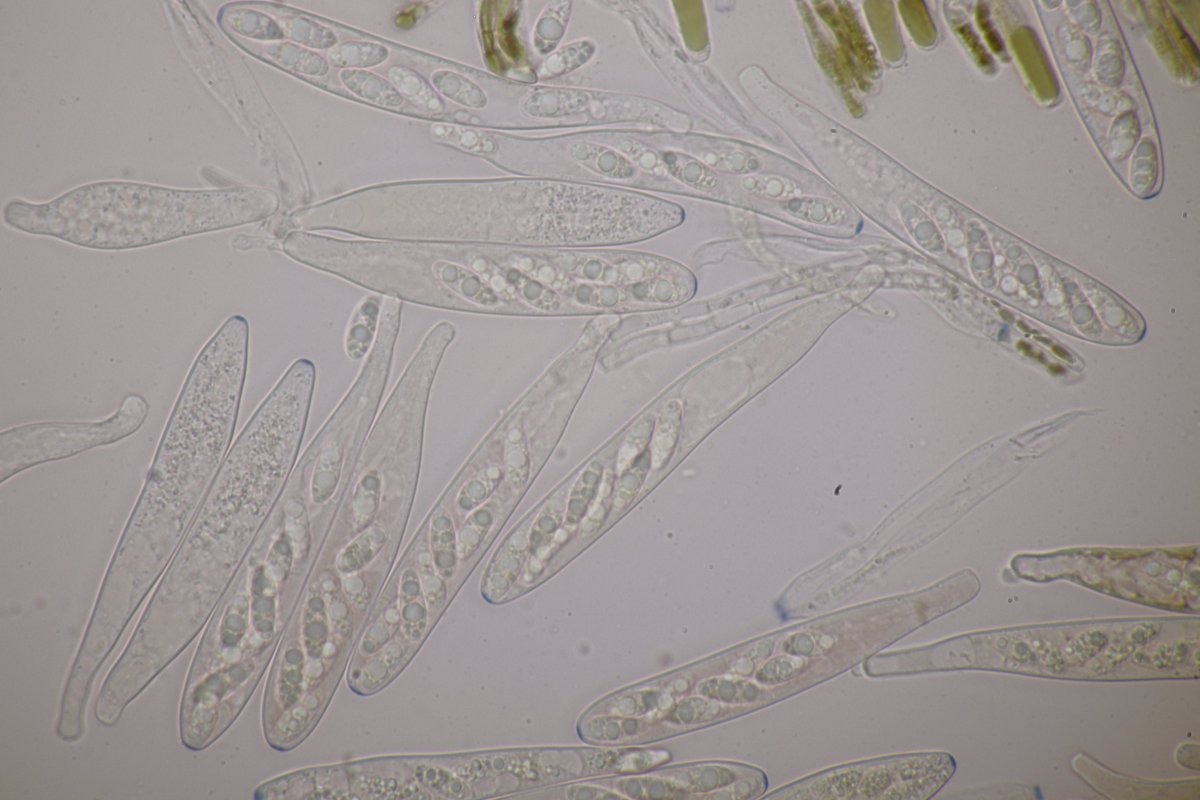 RPilze's tweet photo. Trochila ilicina ex Ilex aquifolium
#Ilexaquifolium #Stechpalme #holly #Houx #agrifoglio #acebo #Trochilailicina #Trochila #mushroom #mushrooms #fungus #fungi #pilz #pilze #champignons #champignon #nature #natur #fungiFriends https://t.co/JTTyl8Bzsu
