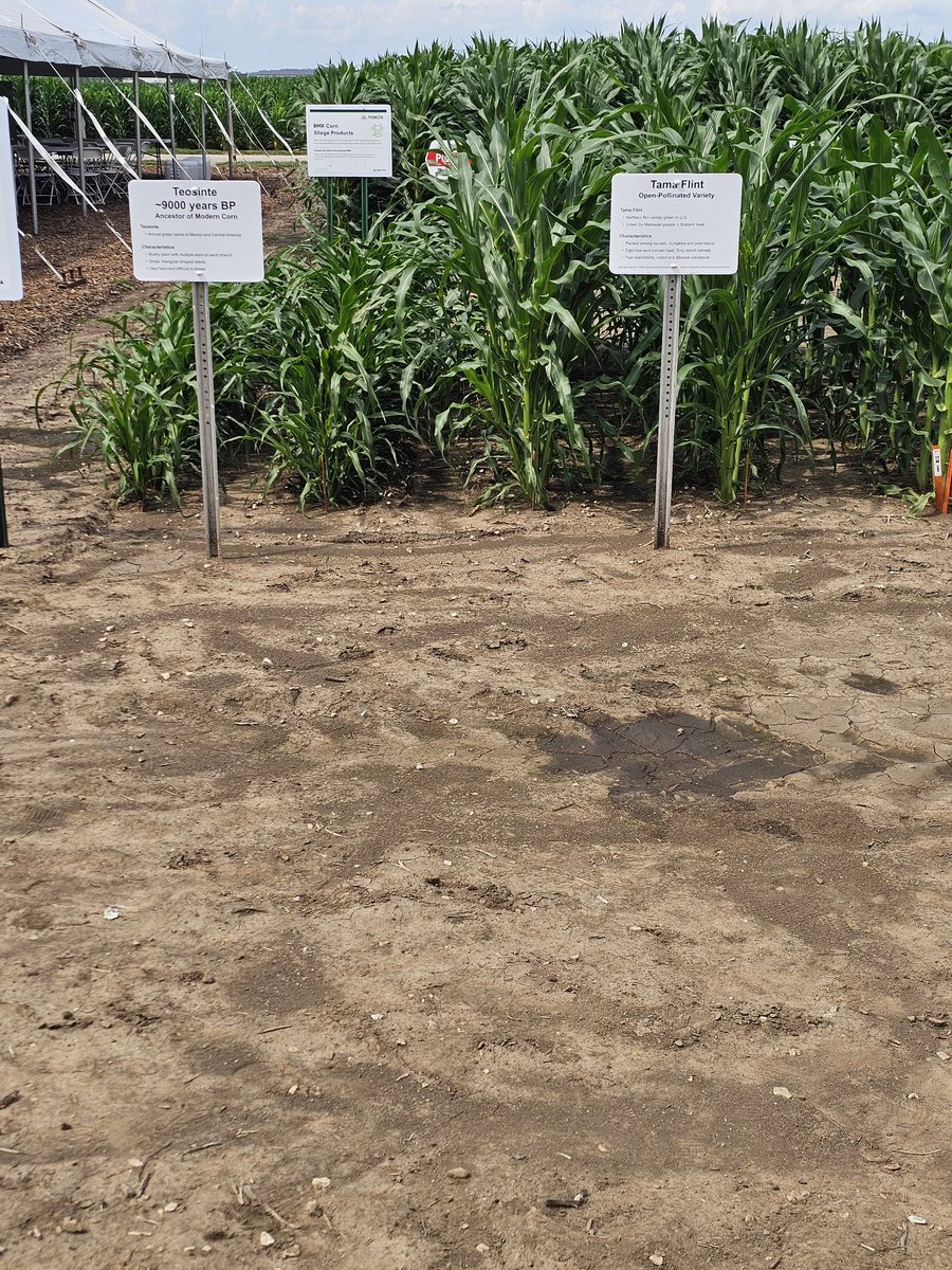 Always cool to see this base corn plant. Thanks <a href="/PioneerSeeds/">Pioneer Seeds U.S.</a> for hosting some <a href="/PioneerSeedsCA/">Pioneer Seeds Canada</a> folks and touring us around. #fromtheretohere #ontag