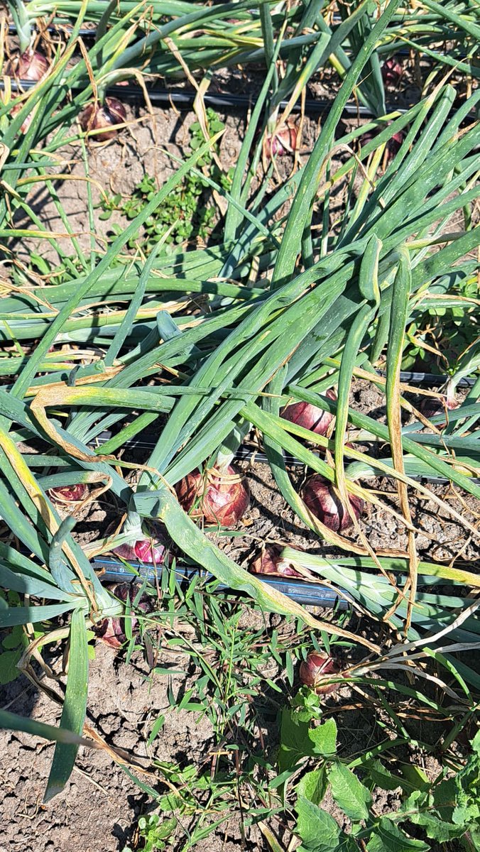 Kiluuks♡ tweet media